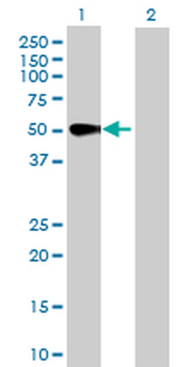 MAPK8 Antibody in Western Blot (WB)