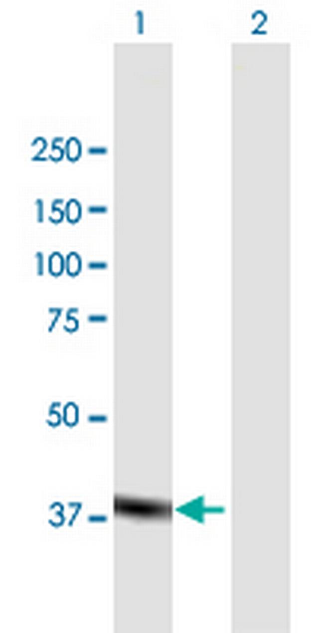 MAPK11 Antibody in Western Blot (WB)