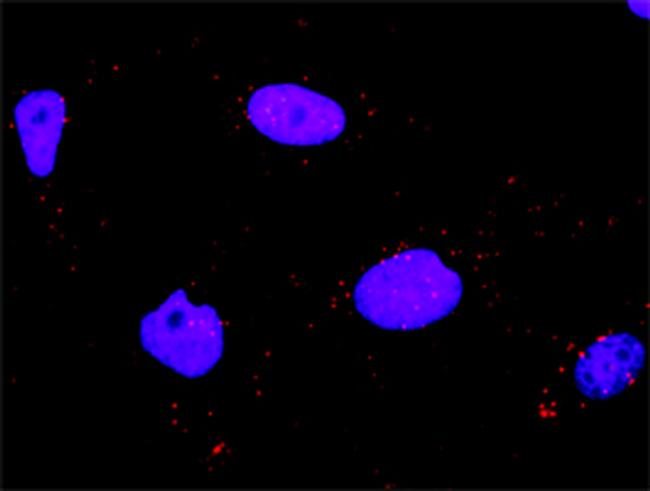 MAPK11 Antibody in Proximity Ligation Assay (PLA) (PLA)