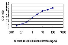 MAPK13 Antibody in ELISA (ELISA)