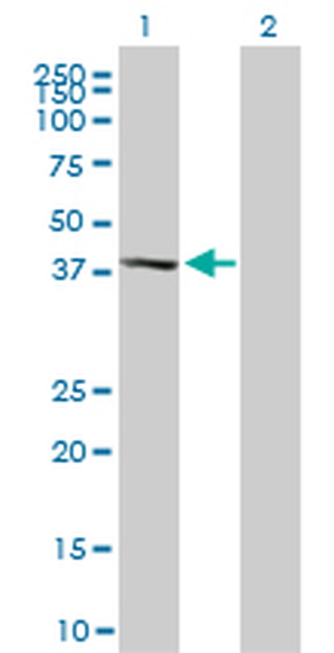 MAPK13 Antibody in Western Blot (WB)