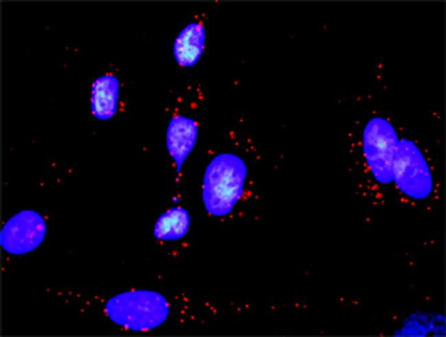 MAP2K6 Antibody in Proximity Ligation Assay (PLA) (PLA)