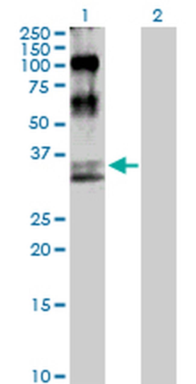 MAP2K6 Antibody in Western Blot (WB)