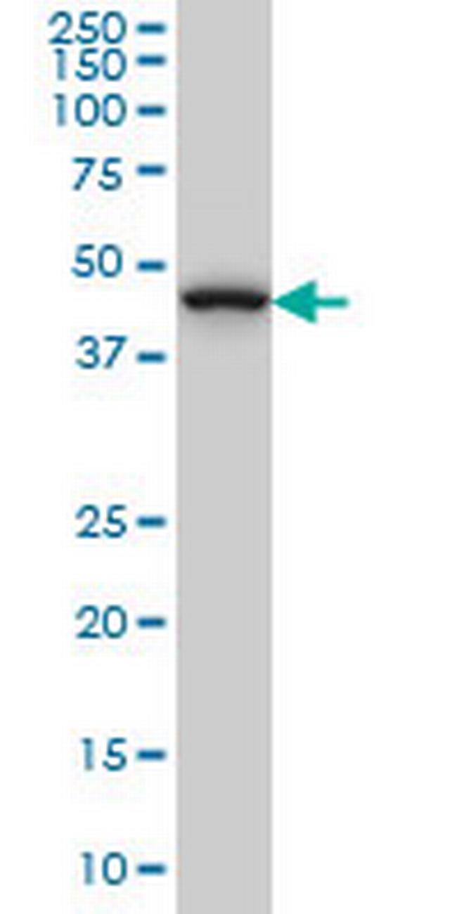 MAP2K7 Antibody in Western Blot (WB)