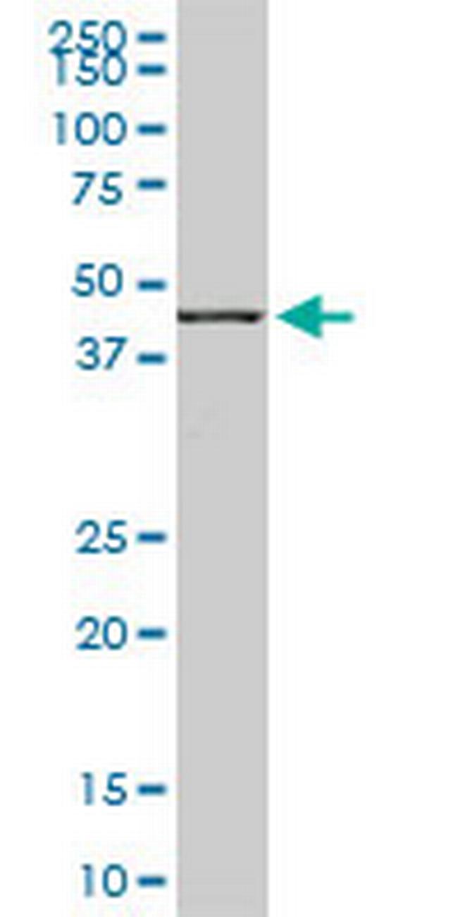 MAP2K7 Antibody in Western Blot (WB)