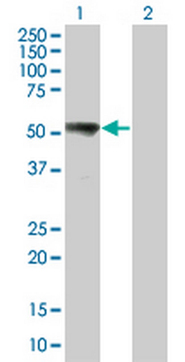 MAP2K7 Antibody in Western Blot (WB)