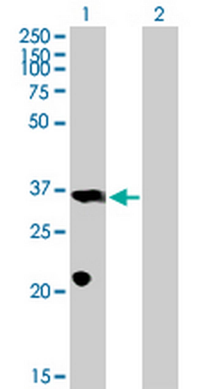 PROP1 Antibody in Western Blot (WB)