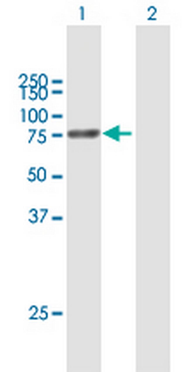 PROS1 Antibody in Western Blot (WB)