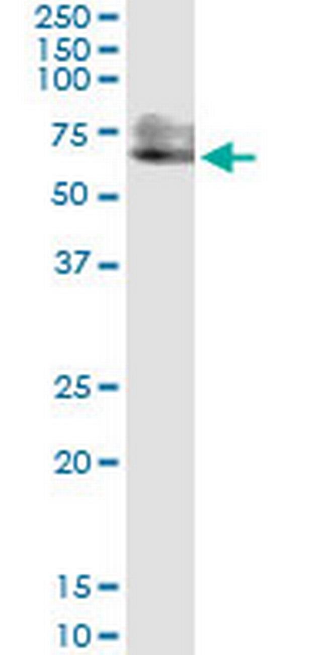 PSAP Antibody in Western Blot (WB)