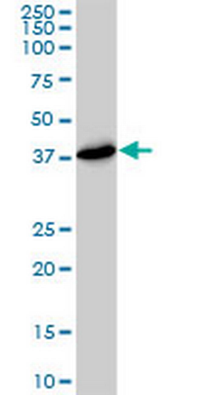 PSMD7 Antibody in Western Blot (WB)