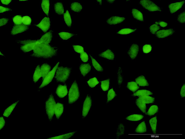 PSMD10 Antibody in Immunocytochemistry (ICC/IF)