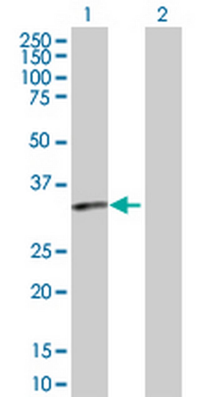 PTGDR Antibody in Western Blot (WB)