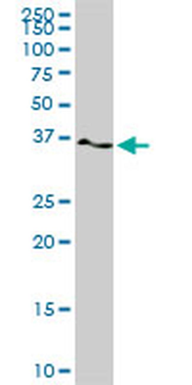 PTK9 Antibody in Western Blot (WB)