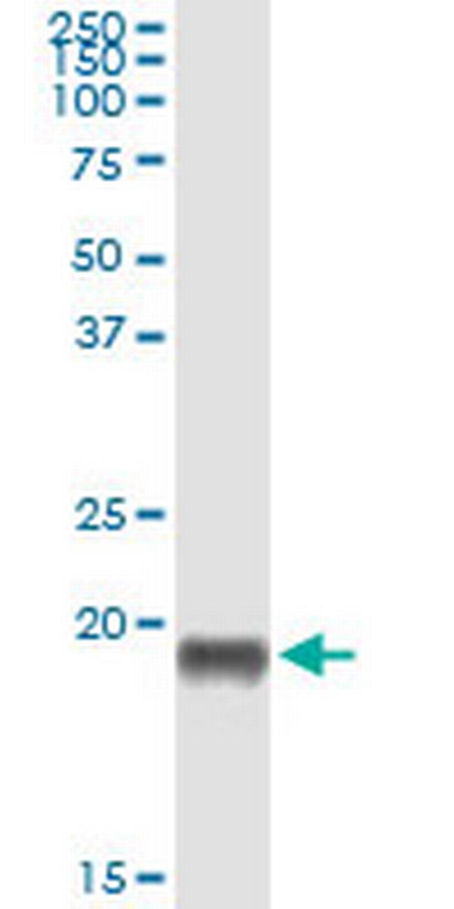 PTN Antibody in Western Blot (WB)