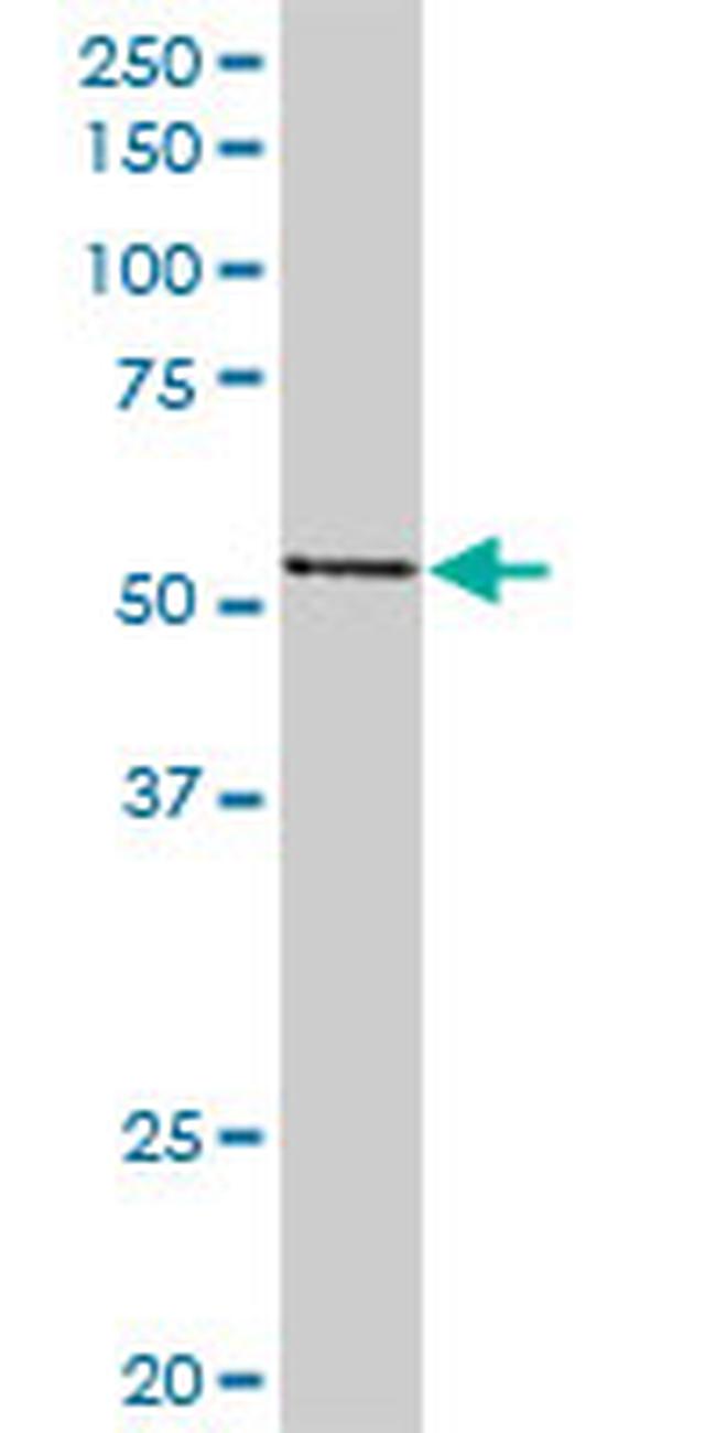 PVRL2 Antibody in Western Blot (WB)