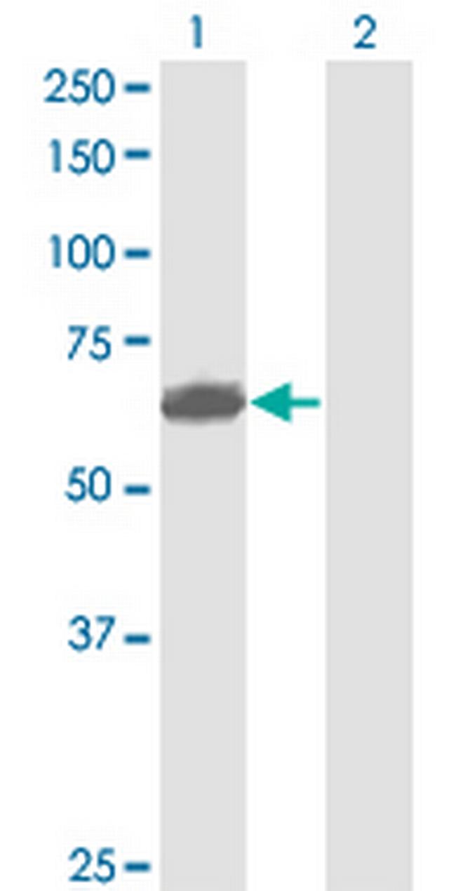 PVRL2 Antibody in Western Blot (WB)