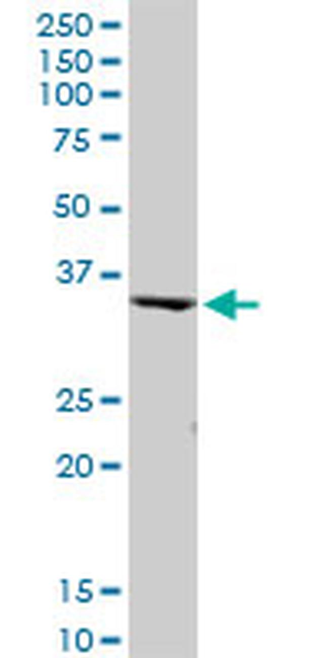 PEX19 Antibody in Western Blot (WB)