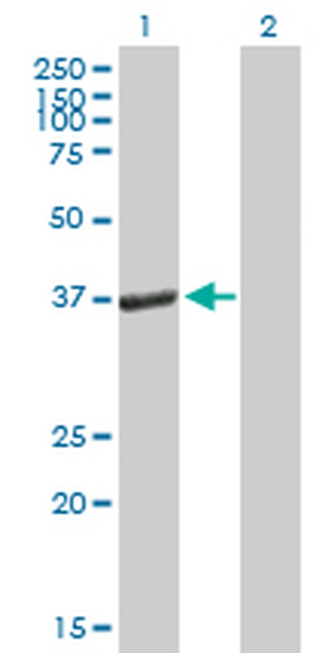 PEX19 Antibody in Western Blot (WB)