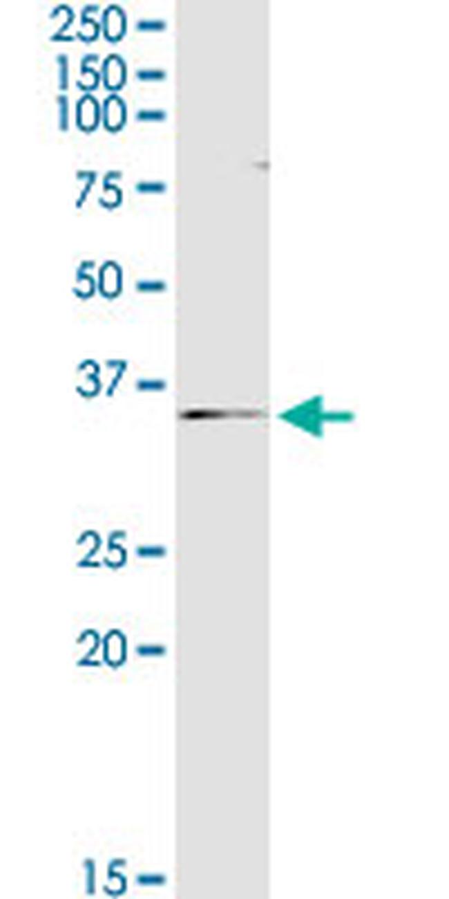 PEX19 Antibody in Western Blot (WB)