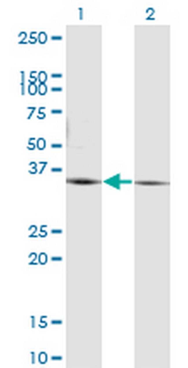 PEX19 Antibody in Western Blot (WB)