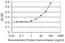 RAC2 Antibody in ELISA (ELISA)