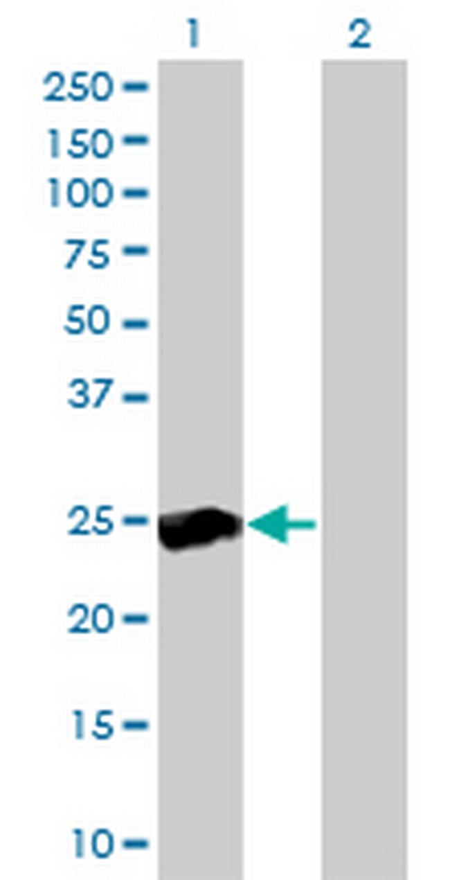 RALB Antibody in Western Blot (WB)