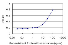 RAP1A Antibody in ELISA (ELISA)