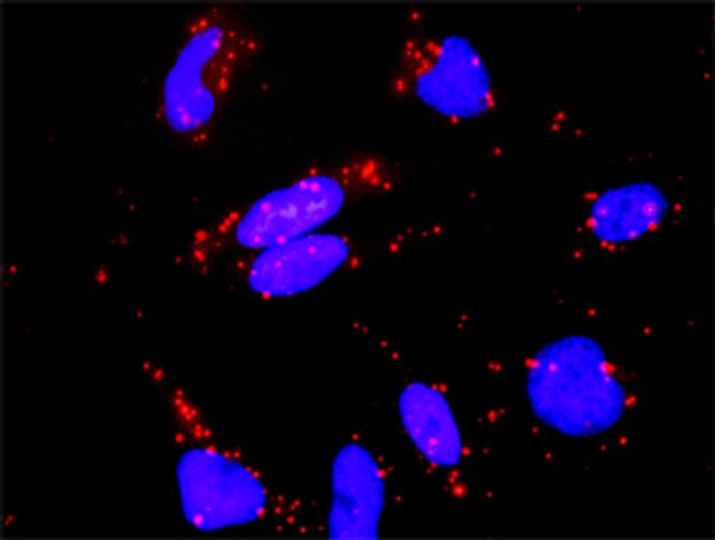 RAP1A Antibody in Proximity Ligation Assay (PLA) (PLA)