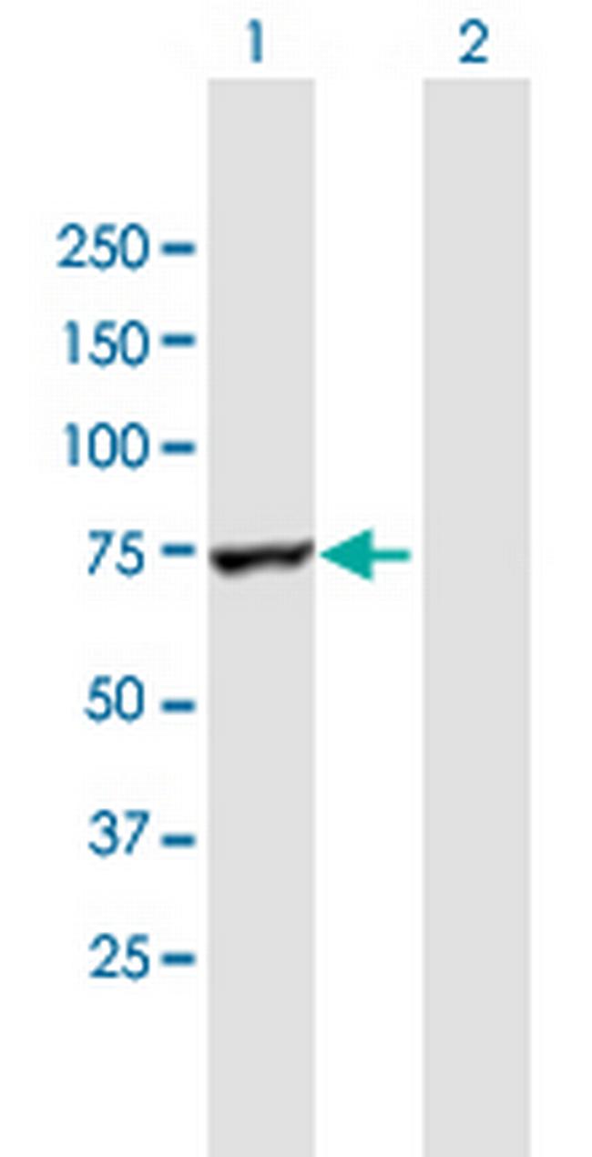 RARS Antibody in Western Blot (WB)