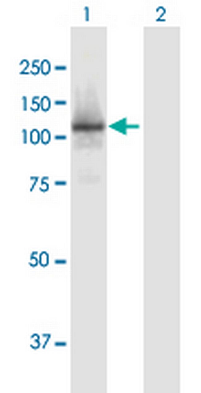 RBL1 Antibody in Western Blot (WB)