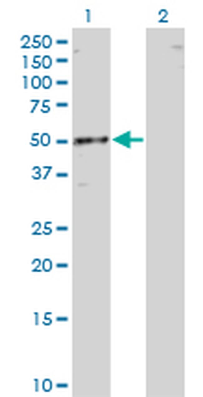 RBMS1 Antibody in Western Blot (WB)