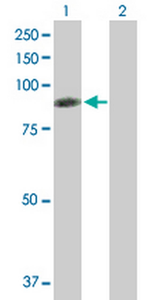 RDX Antibody in Western Blot (WB)