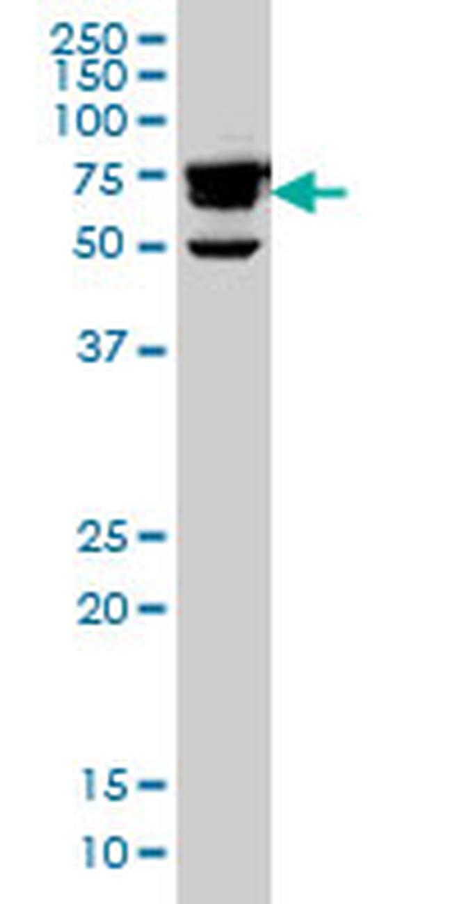 RDX Antibody in Western Blot (WB)