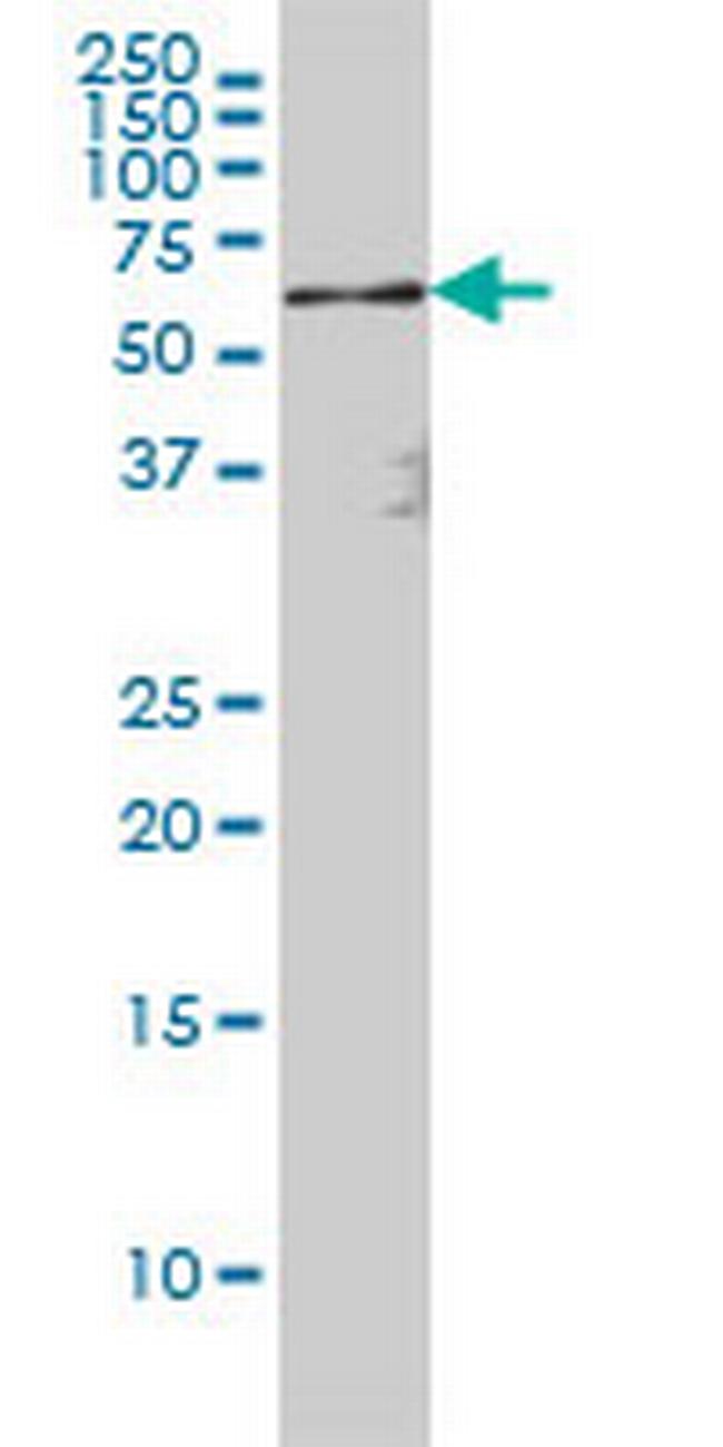 RELA Antibody in Western Blot (WB)