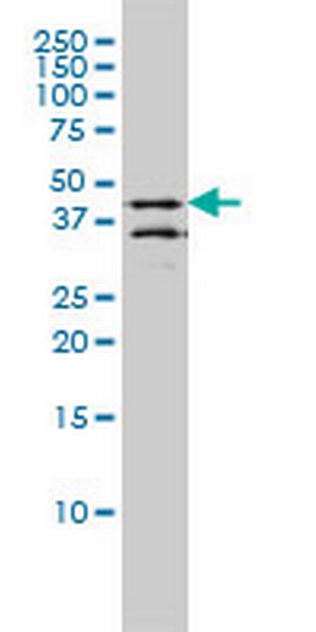 DPF2 Antibody in Western Blot (WB)