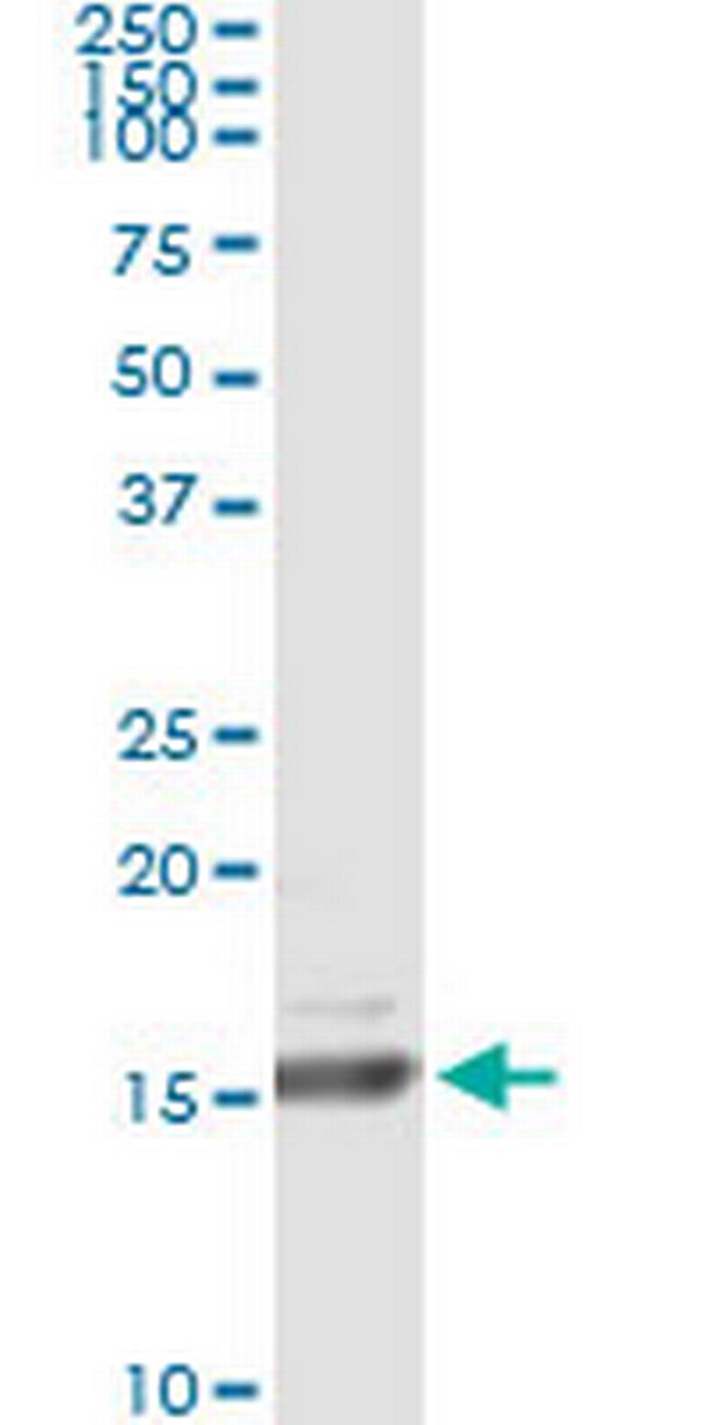 RLN1 Antibody in Immunoprecipitation (IP)