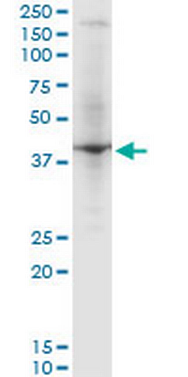 RNF2 Antibody in Western Blot (WB)