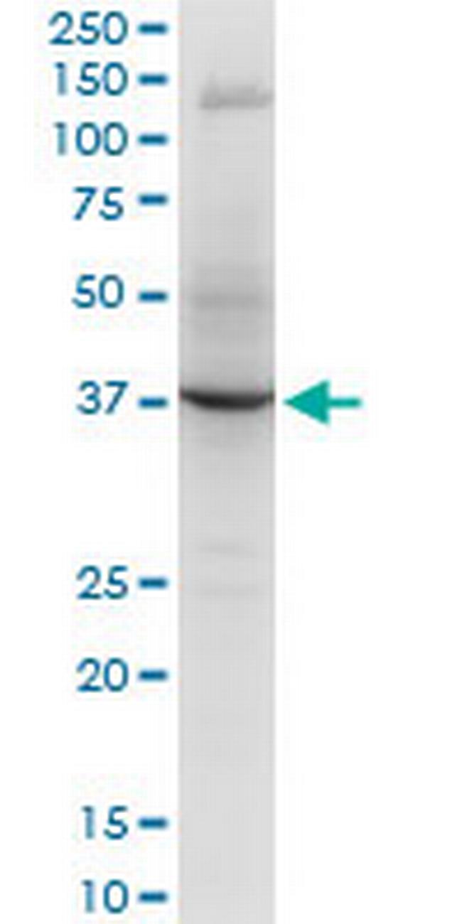 RNF2 Antibody in Western Blot (WB)