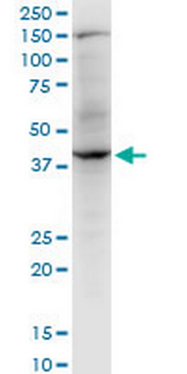 RNF2 Antibody in Western Blot (WB)