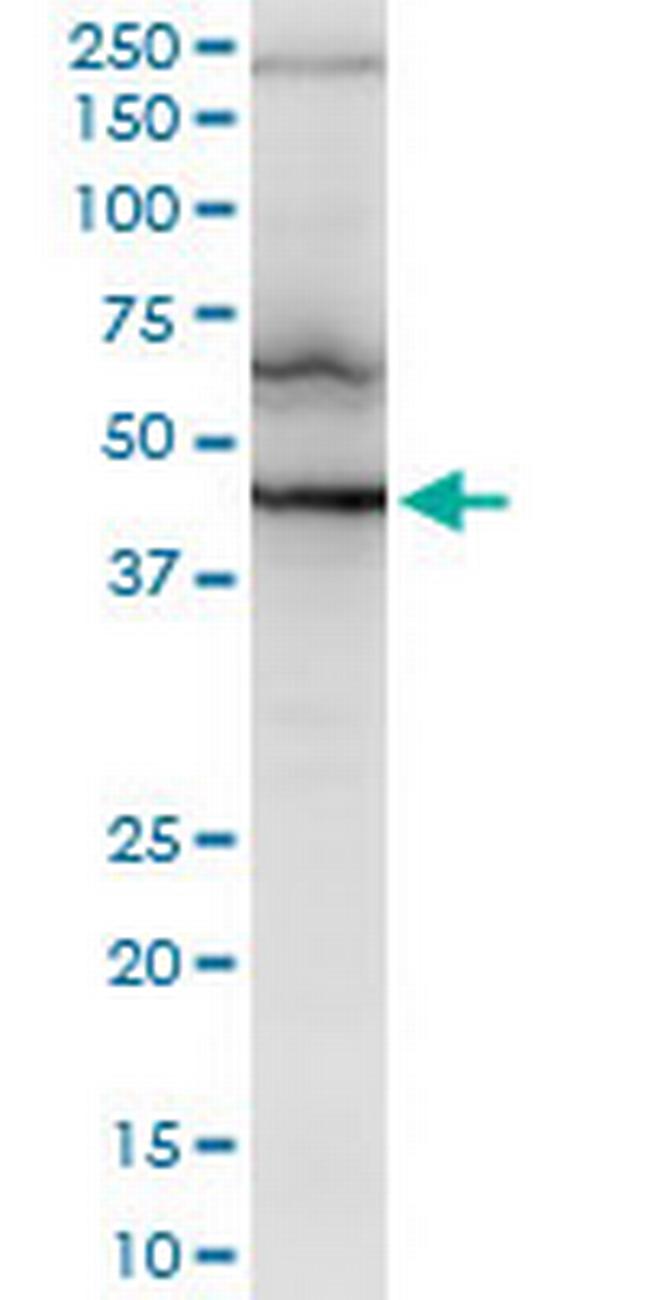 RNF2 Antibody in Western Blot (WB)