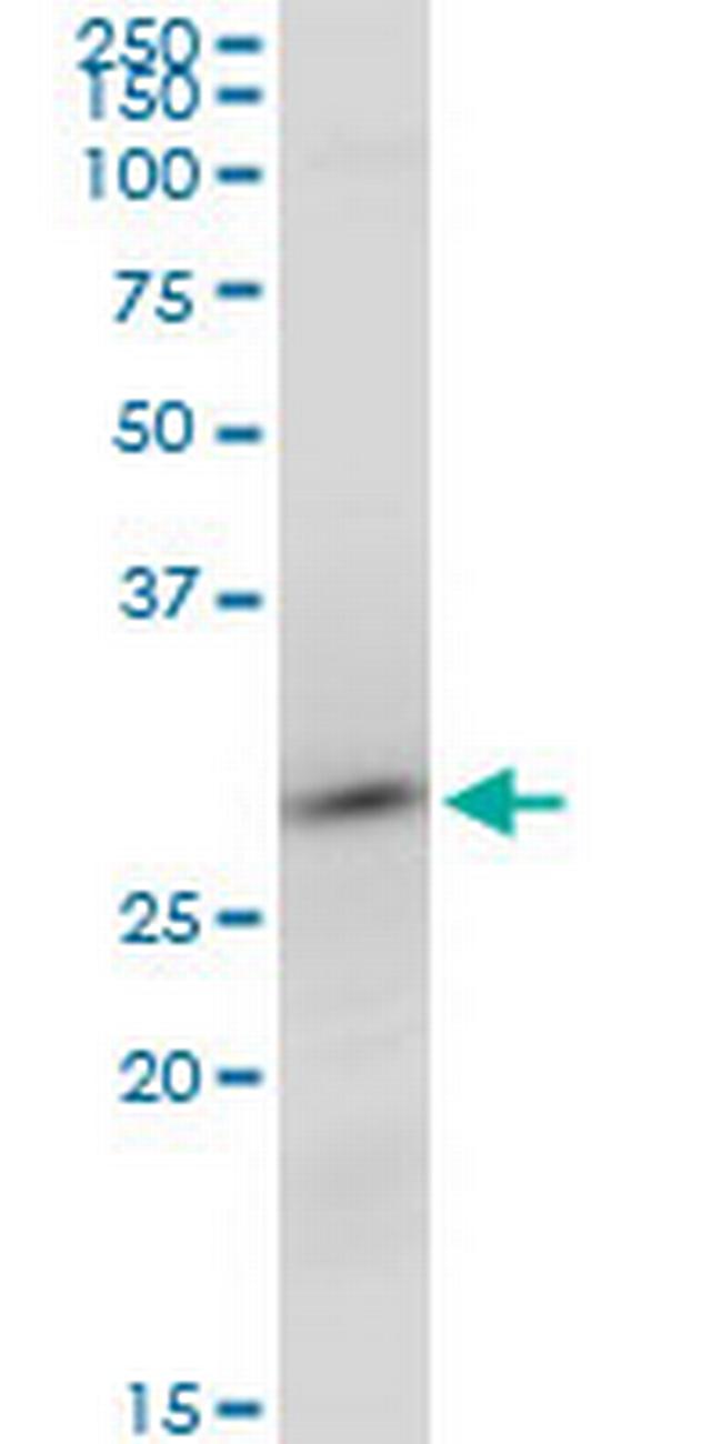 RNF2 Antibody in Western Blot (WB)