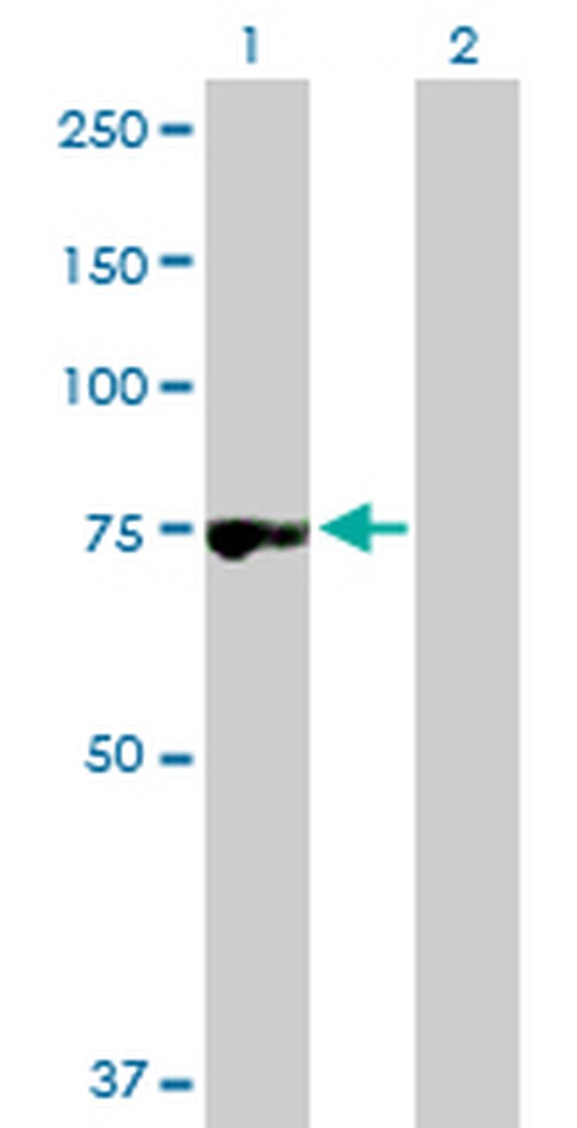 RNPEP Antibody in Western Blot (WB)