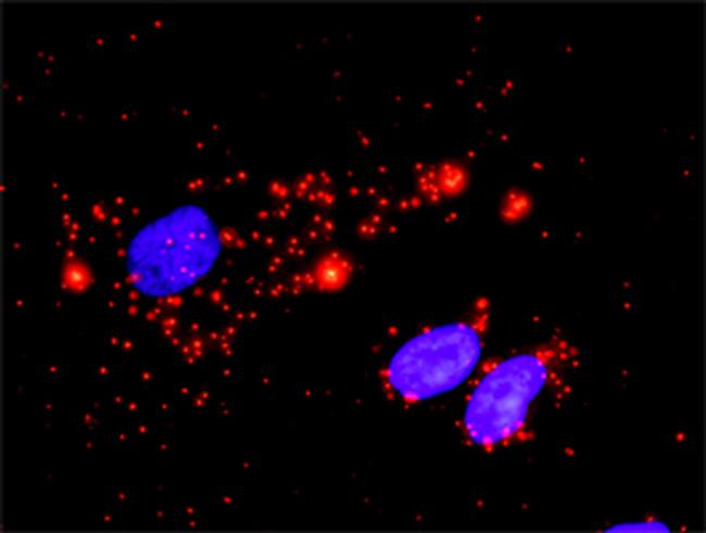 RPS6KA3 Antibody in Proximity Ligation Assay (PLA) (PLA)