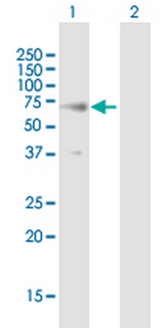 RTN2 Antibody in Western Blot (WB)