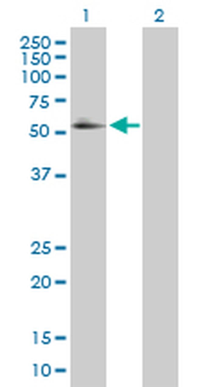 RXRA Antibody in Western Blot (WB)