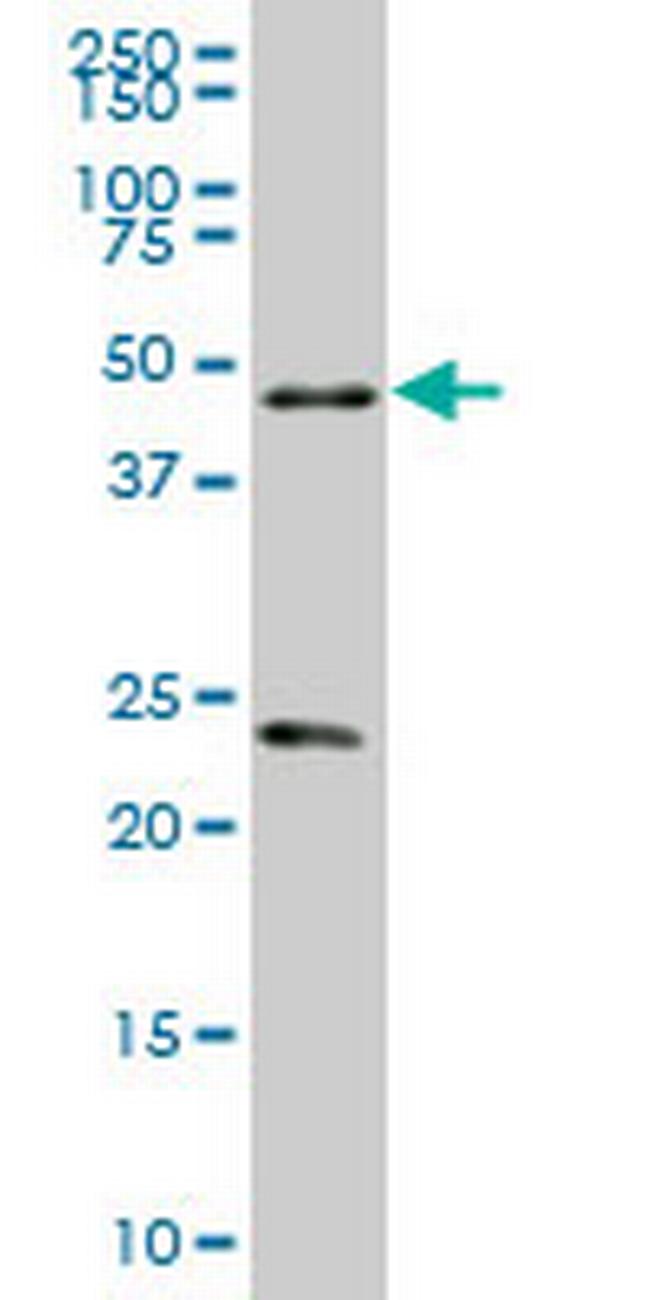 RXRA Antibody in Western Blot (WB)