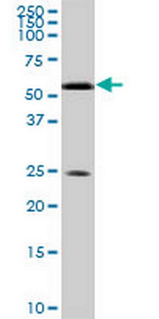 RXRA Antibody in Western Blot (WB)