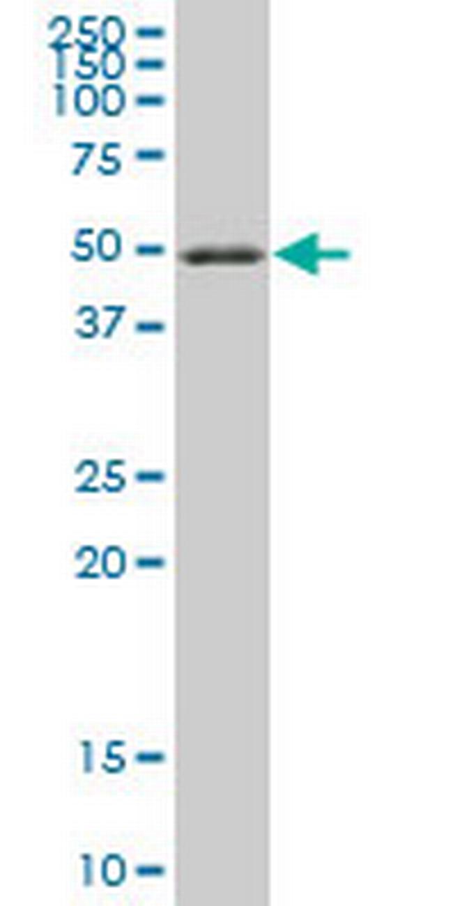 RXRA Antibody in Western Blot (WB)