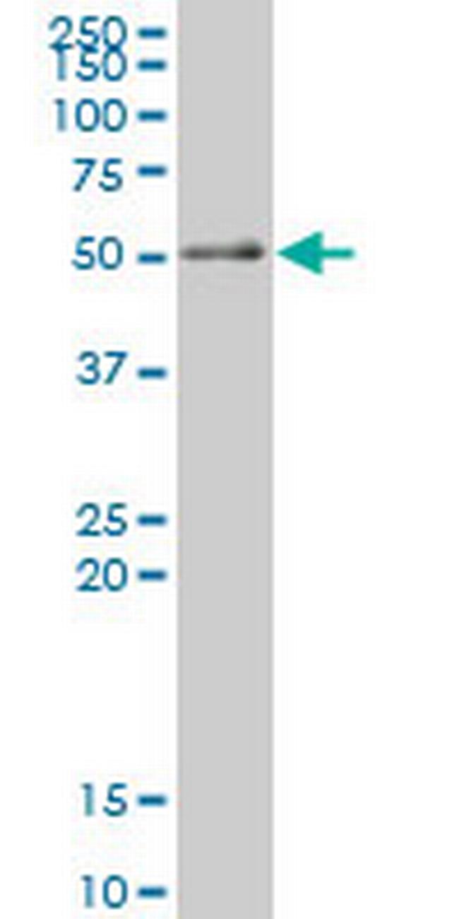 RXRA Antibody in Western Blot (WB)