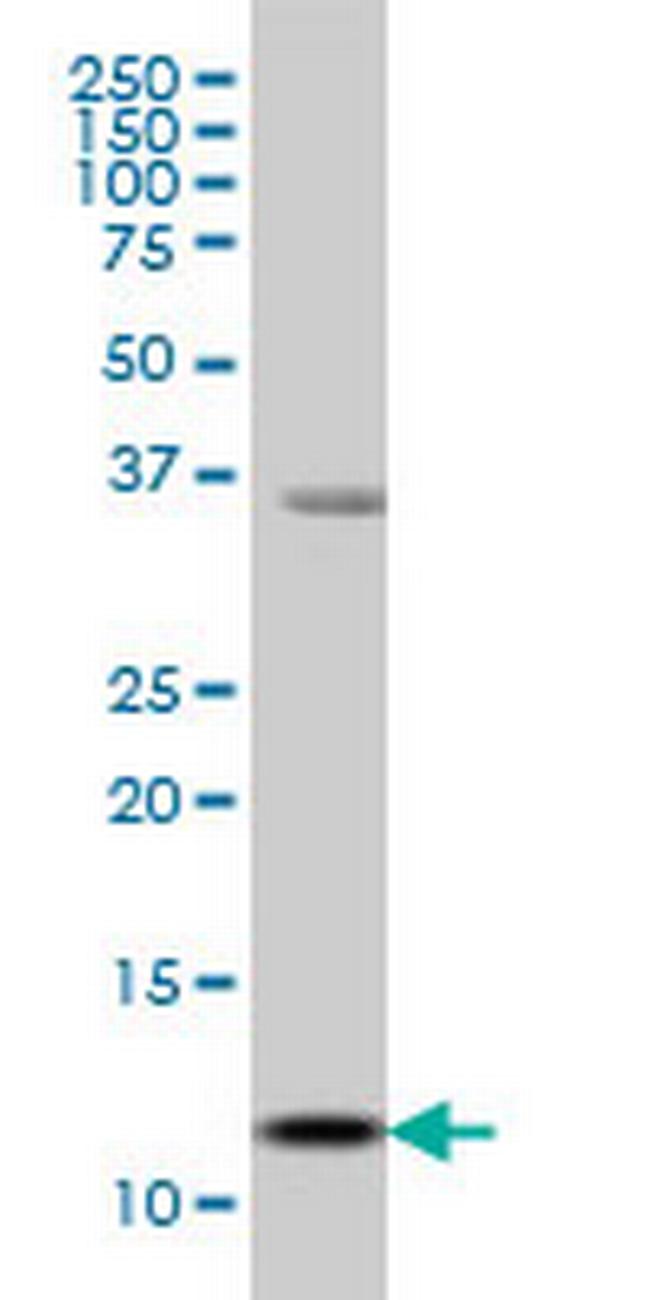 S100A13 Antibody in Western Blot (WB)